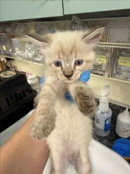 *HAALAND -  Domestic Short Hair Cat for Adoption in Woodland, California - *HAALAND | PetCurious