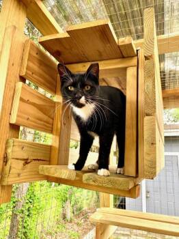 Domestic Short Hair Cats Available for Adoption - George | PetCurious