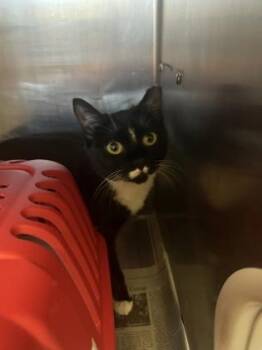 Domestic Short Hair Cats Available for Adoption in Largo, Florida - Flutterbup | PetCurious