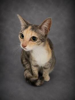 WINNIE -  Domestic Short Hair Cat for Adoption in Winter Haven, Florida - WINNIE | PetCurious