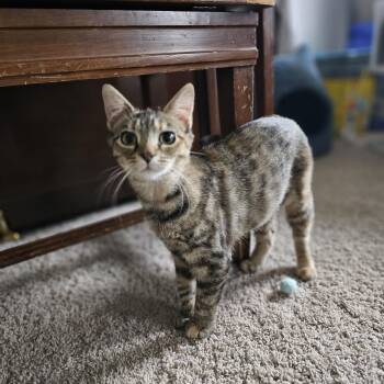 Rescue Domestic Short Hair Cats for Adoption in Bellmawr, New Jersey - Karen And Pam | PetCurious