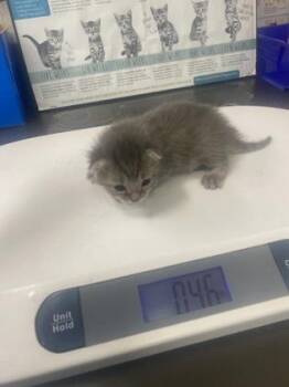 Domestic Short Hair Cats Available for Adoption in Gainesville, Florida - Mouse | PetCurious