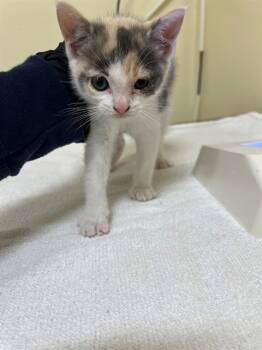 Rescue Domestic Short Hair Cats for Adoption in Fremont, California - ELLA | PetCurious