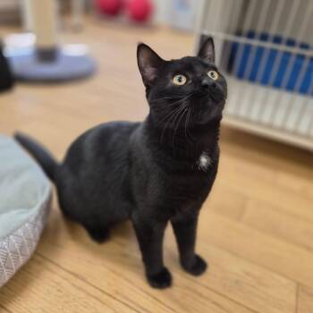Ziggy -  Domestic Short Hair Cat for Adoption in Woodstock, Illinois - Ziggy | PetCurious