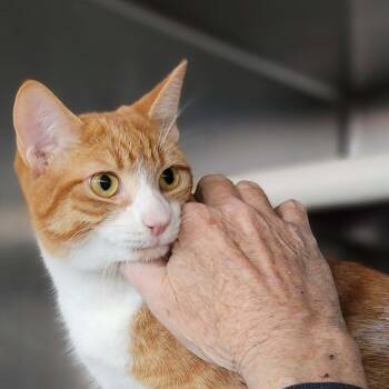 Domestic Short Hair Cats Available for Adoption - Cheeto | PetCurious