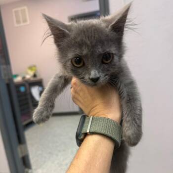 Lucas -  Domestic Short Hair Cat for Adoption in Port Charlotte, Florida - Lucas | PetCurious