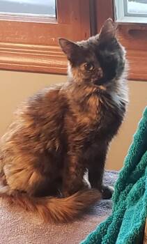 Domestic Medium Hair Cats Available for Adoption - Marigold | PetCurious