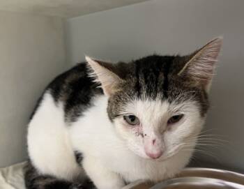 Rescue Domestic Short Hair Cats for Adoption in Cumming, Georgia - Milhouse 1618-25 | PetCurious