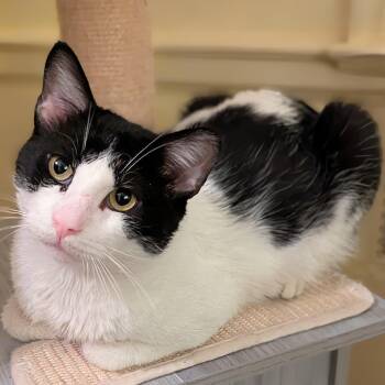 American Shorthair Cats Available for Adoption - Gentle Jupiter  | PetCurious
