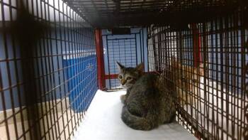 OFELIA -  Domestic Short Hair Cat for Adoption in Doral, Florida - OFELIA | PetCurious