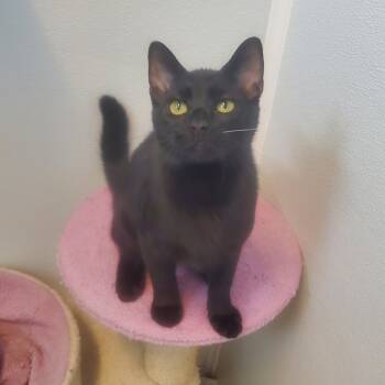 Rescue Domestic Short Hair Cats for Adoption in Decherd, Tennessee - Raj | PetCurious