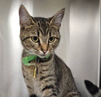 Rescue Domestic Short Hair Cats for Adoption in St. Louis, Missouri - RUBY | PetCurious