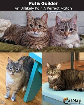 Pal & Guilder An Unlikely Pair, A Perfect Match -  Domestic Short Hair Cat for Adoption in Nanaimo, British Columbia - Pal & Guilder An Unlikely Pair, A Perfect Match | PetCurious