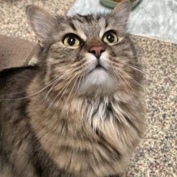 Domestic Medium Hair and Domestic Short Hair Cats Available for Adoption in Merriam, Kansas - Calliope | PetCurious