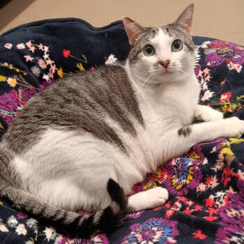 Rescue Siamese Cats for Adoption in East Hampton, New York - Charlotte | PetCurious