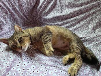 Domestic Short Hair Cats Available for Adoption in Ferndale, Michigan - Maple | PetCurious