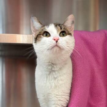 Domestic Short Hair Cats Available for Adoption in Nashville, Indiana - Marsha | PetCurious
