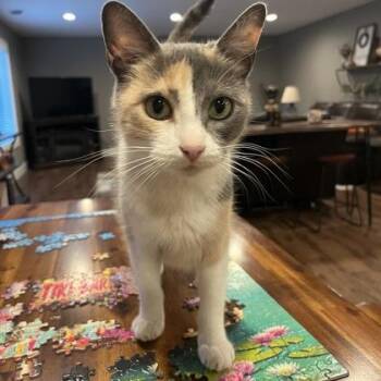 Patches -  Domestic Short Hair Cat for Adoption in Dubuque, Iowa - Patches | PetCurious