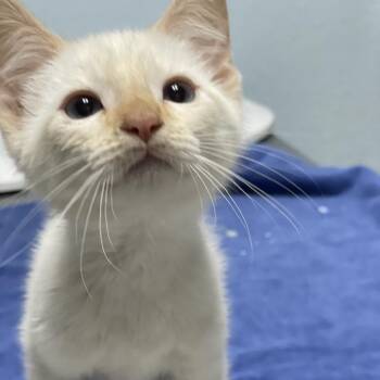 Jellycat -  Siamese and Domestic Short Hair Cat for Adoption in Riverside, California - Jellycat | PetCurious