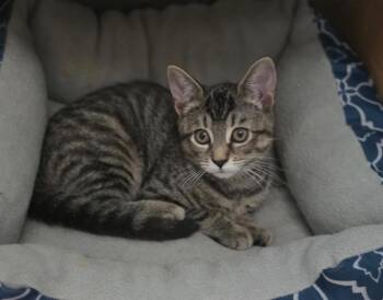 Juniper Medway -  Domestic Short Hair Cat for Adoption in Gorham, Maine - Juniper Medway | PetCurious