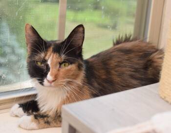 Lorelai -  Maine Coon and Calico Cat for Adoption in Hockessin, Delaware - Lorelai | PetCurious