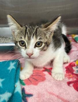 Gravel -  Domestic Long Hair Cat for Adoption in Hartsville, South Carolina - Gravel | PetCurious