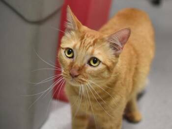 Zeb -  Domestic Short Hair Cat for Adoption in Portland, Oregon - Zeb | PetCurious