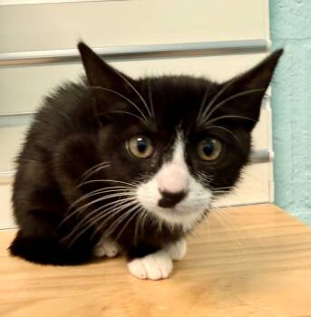 Rescue Domestic Short Hair Cats for Adoption in Cape Coral, Florida - Socks | PetCurious