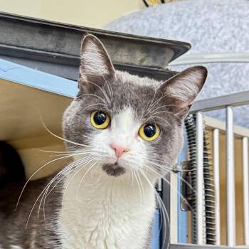 STEWIE (Stewart) -  Domestic Short Hair Cat for Adoption in Battle Creek, Michigan - STEWIE (Stewart) | PetCurious