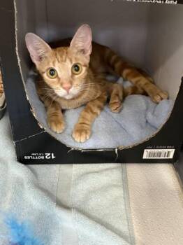 Pookie -  Domestic Short Hair Cat for Adoption in Honolulu, Hawaii - Pookie | PetCurious