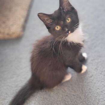 Luna -  Domestic Medium Hair Cat for Adoption in Aldie, Virginia - Luna | PetCurious