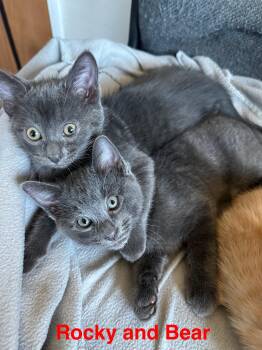 Rescue Russian Blue Cats for Adoption in NEW PT RICHEY, Florida - Bear | PetCurious