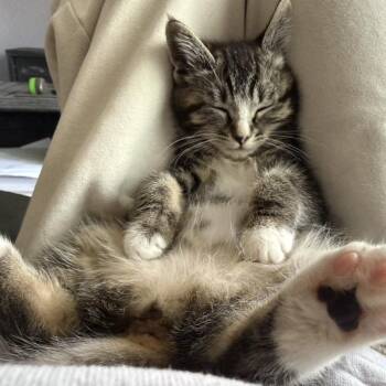 Goji -  Domestic Short Hair Cat for Adoption in Westminster, California - Goji | PetCurious