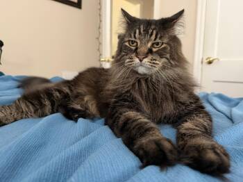 Maine Coon and Domestic Long Hair Cats Available for Adoption in Rossville, Georgia - Reginald "Reggie"  | PetCurious