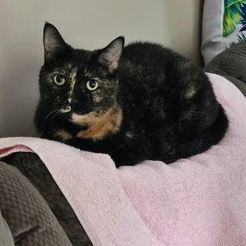 Jennifer -  Domestic Short Hair Cat for Adoption in Carmel, Indiana - Jennifer | PetCurious