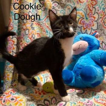 Cookie Dough -  Domestic Short Hair Cat for Adoption in Wyandotte, Michigan - Cookie Dough | PetCurious