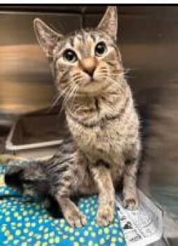 Tigger -  Tabby and Domestic Short Hair Cat for Adoption in Minneapolis, Minnesota - Tigger | PetCurious