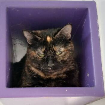 Rescue Domestic Short Hair Cats for Adoption in Kanab, Utah - Pippy | PetCurious