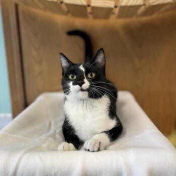 Nightingale--In Foster -  Domestic Short Hair Cat for Adoption in Fargo, North Dakota - Nightingale--In Foster | PetCurious