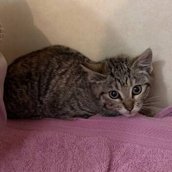 Adira -  Domestic Short Hair Cat for Adoption in Denver, Colorado - Adira | PetCurious