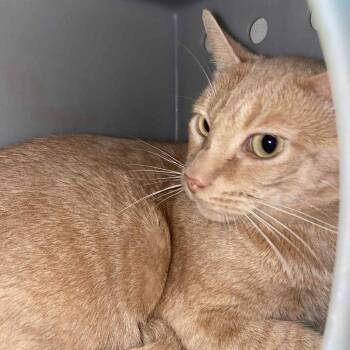 Domestic Short Hair Cats Available for Adoption in Hemet, California - Manny | PetCurious