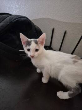 Olive -  Domestic Short Hair Cat for Adoption in Lancaster, California - Olive | PetCurious