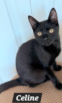 Celine -  American Shorthair Cat for Adoption in Quail Heights, Florida - Celine | PetCurious