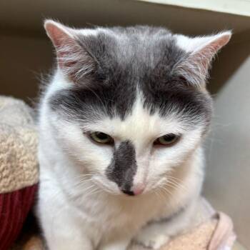 Ted (Bonded to Didda) -  Domestic Short Hair Cat Available for Adoption in Louisville, Kentucky - Ted (Bonded To Didda) | PetCurious
