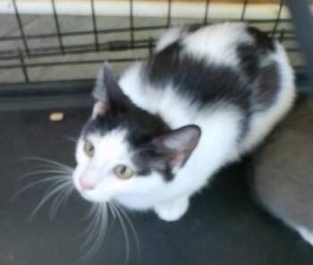 Dana -  Domestic Short Hair Cat Available for Adoption in West Memphis, Arkansas - Dana | PetCurious