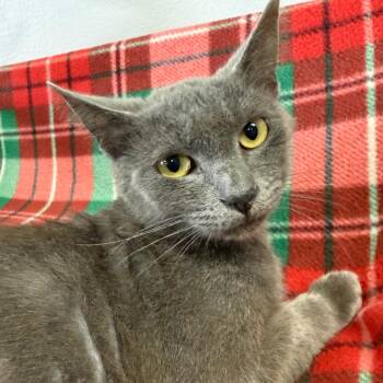 Domestic Short Hair Cats Available for Adoption in Houston, Texas - Nicolas Cage | PetCurious