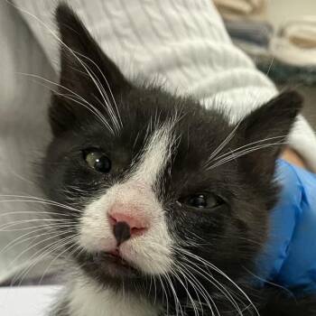 Ollie -  Domestic Short Hair Cat for Adoption in Las Cruces, New Mexico - Ollie | PetCurious
