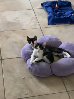 Mouse (2737) -  Domestic Short Hair Cat for Adoption in Zephyrhills, Florida - Mouse (2737) | PetCurious