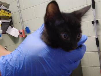 MOTORCYCLE -  Domestic Short Hair Cat for Adoption in Tulsa, Oklahoma - MOTORCYCLE | PetCurious