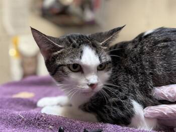 Rescue Domestic Short Hair Cats for Adoption in Raleigh, North Carolina - MARGE | PetCurious